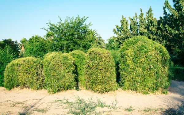 Cost of Bamboo Hedge Removal in San Clemente