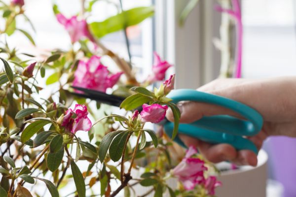 Azalea Pruning in San Clemente