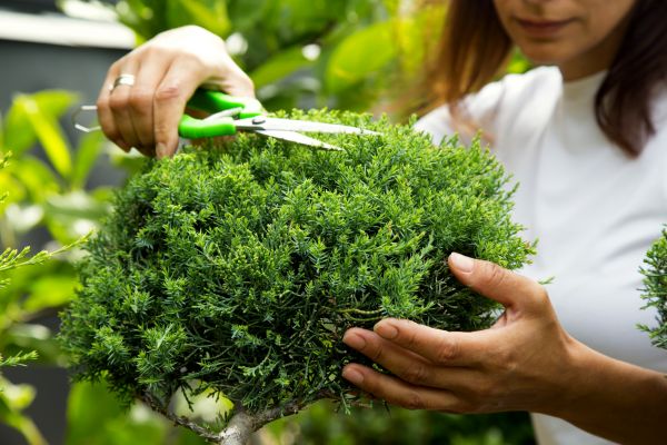 Cost of Juniper Shrub Pruning in San Clemente