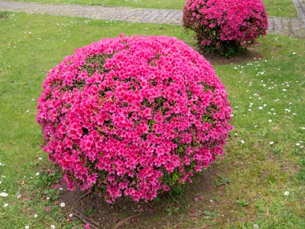Cost of Rhododendron Pruning in San Clemente
