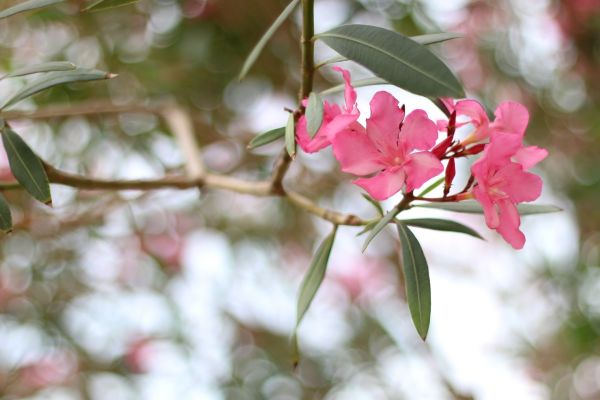 Cost of Oleander Removal in San Clemente
