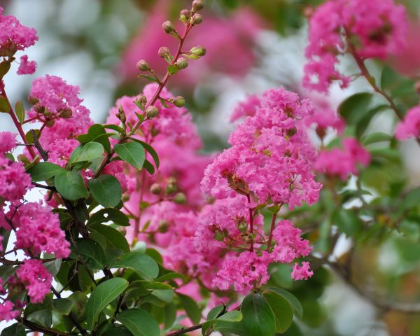 Cost of Crepe Myrtle Removal in San Clemente