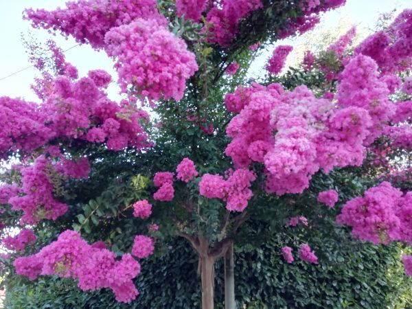 Cost of Crape Myrtle Pruning in San Clemente