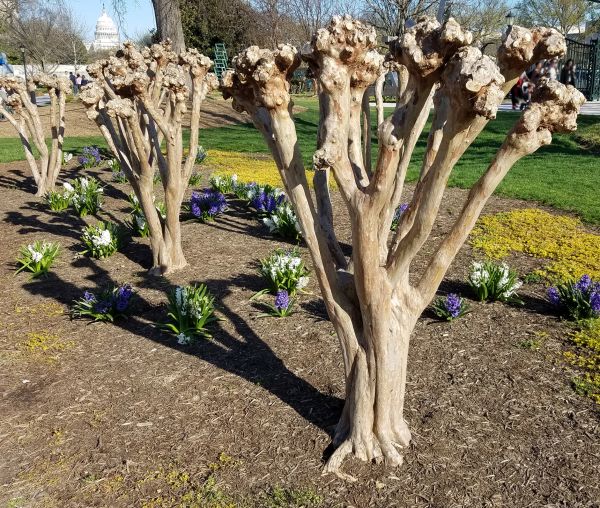 Cost of Myrtle Tree Removal in San Clemente