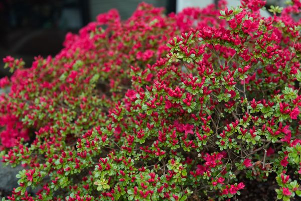 Cost of Weigela Removal Service in San Clemente