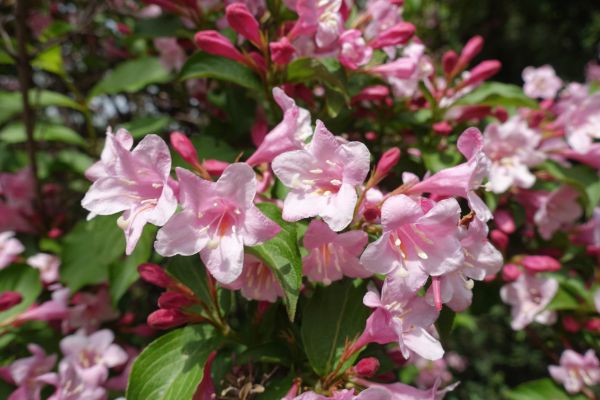 Cost of Weigela Pruning Service in San Clemente
