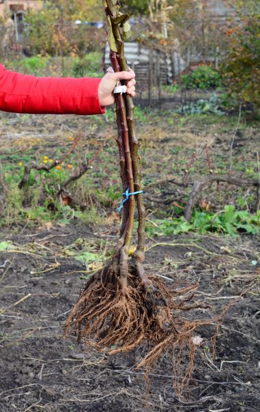 Cost of Shrub Root Removal in San Clemente