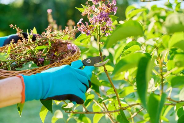 Cost of Lilac Trimming Service in San Clemente