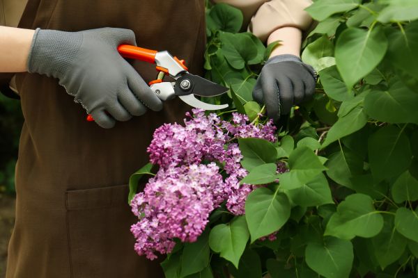 Cost of Lilac Pruning Service in San Clemente