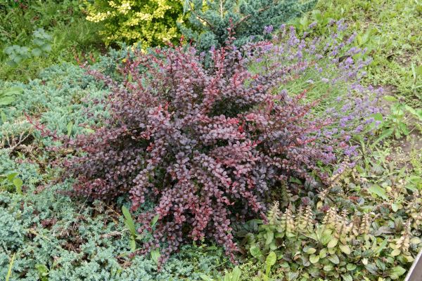 Cost of Japanese Barberry Removal in San Clemente