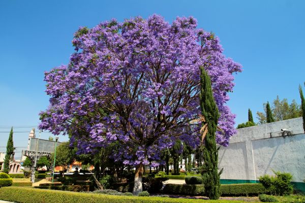Cost of Jacaranda Pruning in San Clemente