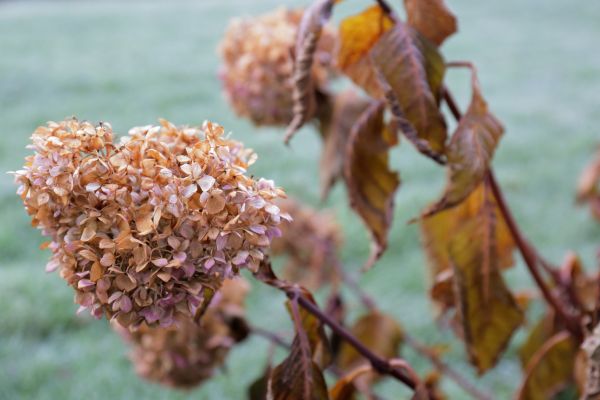 Cost of Hydrangea Removal in San Clemente