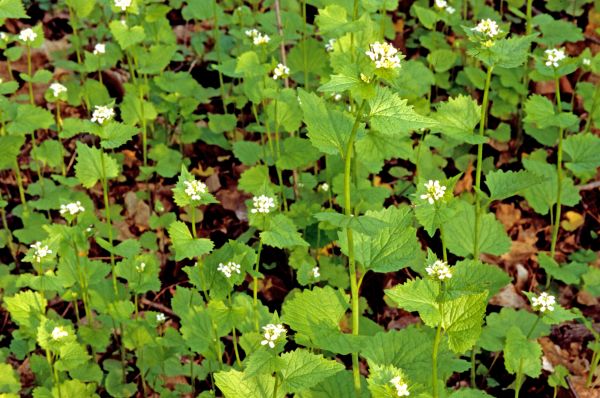Cost of Garlic Mustard Removal in San Clemente