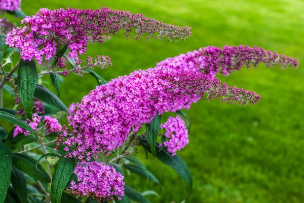 Cost of Butterfly Bush Removal in San Clemente