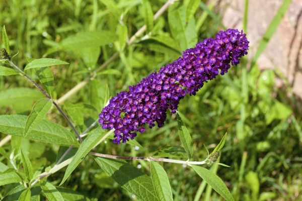 Butterfly Bush Pruning in San Clemente