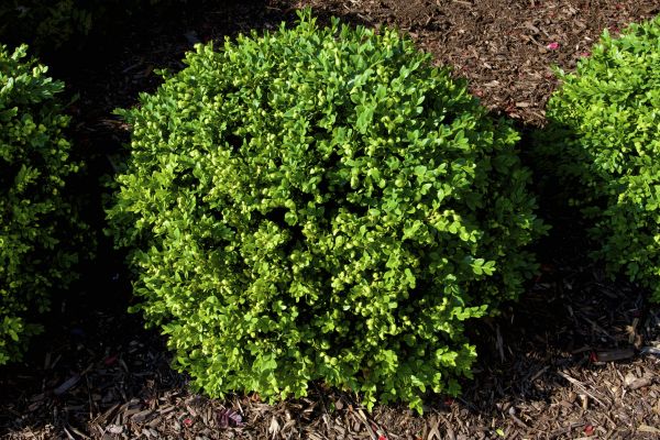 Cost of Boxwood Removal in San Clemente