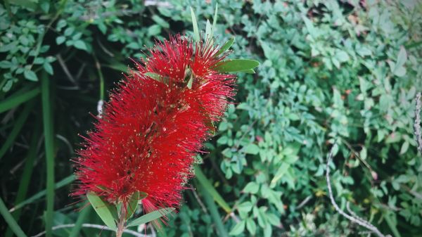 Cost of Bottlebrush Pruning in San Clemente