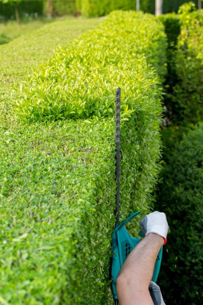 Hedge Trimming in San Clemente