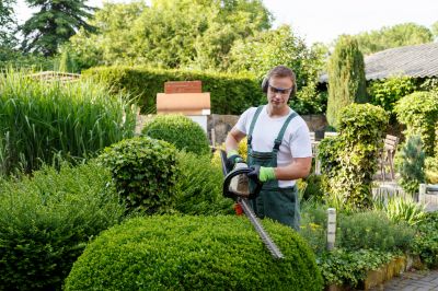 Shaping Shrubs for Design