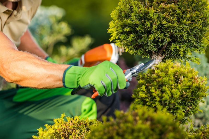 Shrub Trimming Techniques